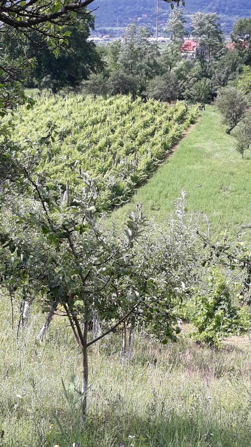 Casa Livada Bunicii Villa Tîrgu Ocna Exteriör bild
