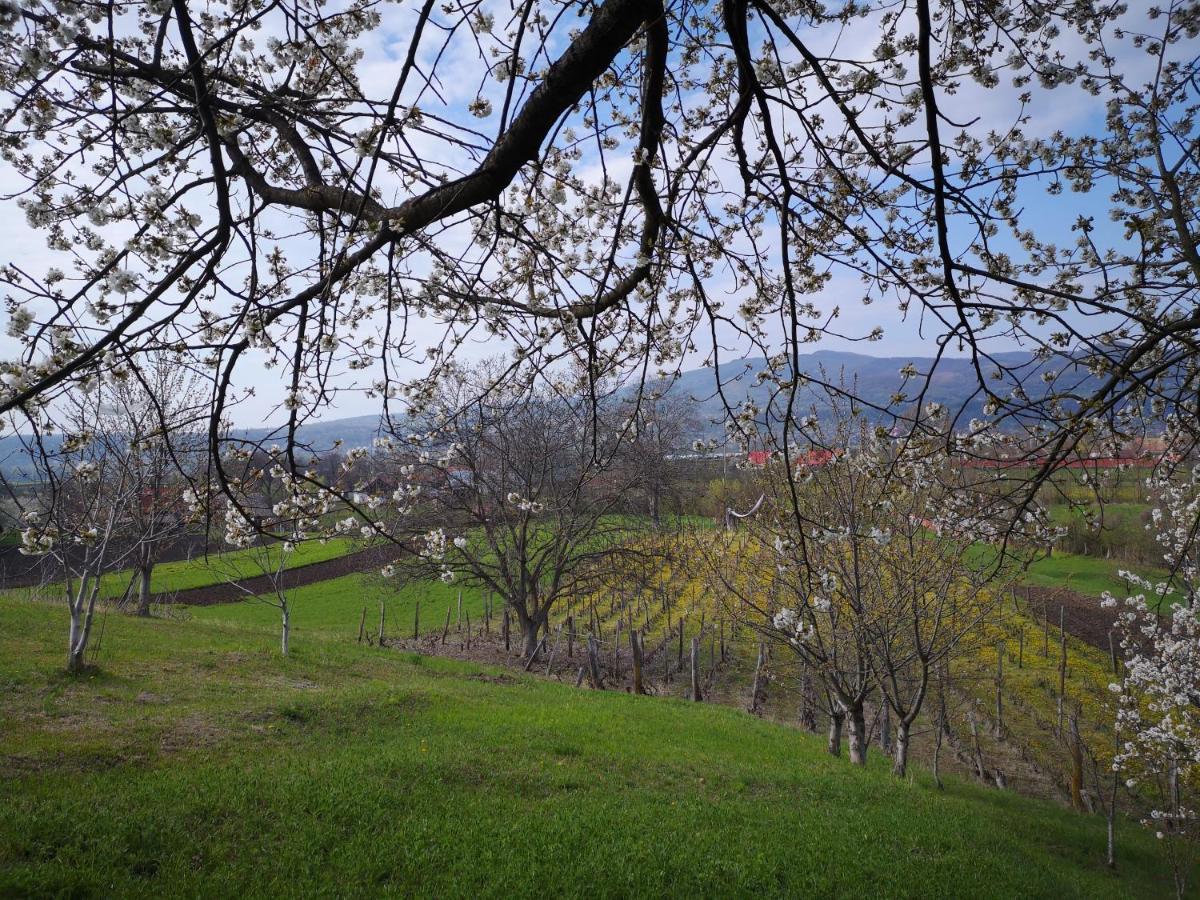 Casa Livada Bunicii Villa Tîrgu Ocna Exteriör bild