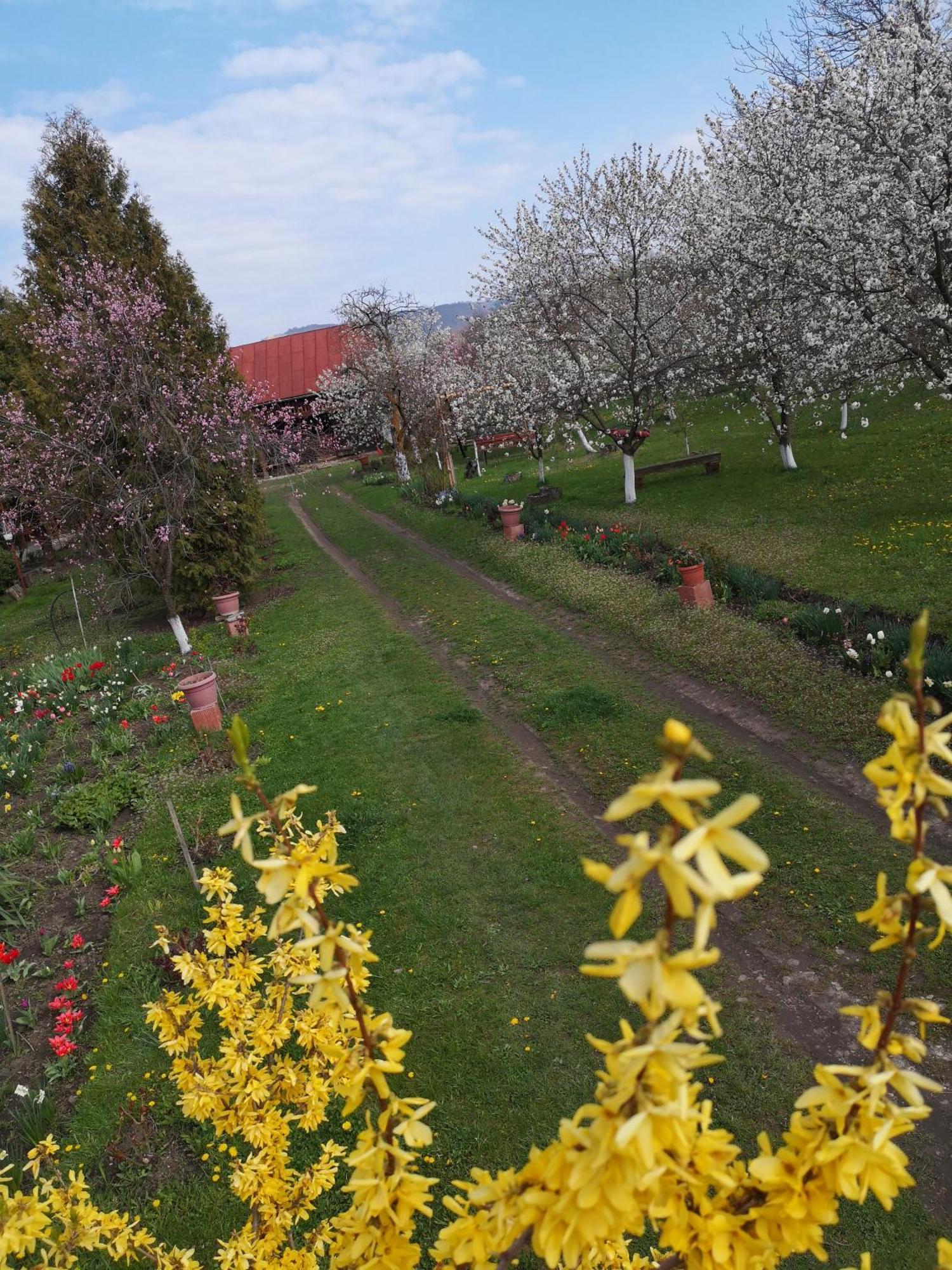Casa Livada Bunicii Villa Tîrgu Ocna Exteriör bild